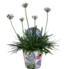 Agapanthus, In 17cm-pot -Pokon Verkoop agapanthus in 17cm pot 1000x1000 6247101b623b5 l