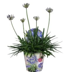 Agapanthus XL, In 24cm-pot