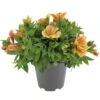 Alstroemeria, In 19cm-pot -Pokon Verkoop alstroemeria in 19cm pot 1000x1000 625ecc05d4f2e l