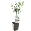 Appelboom (Malus Dom. Cox's Orange P. Patio), In Pot