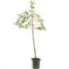Appelboom (Malus Dom. Golden Delicious Leivorm), In Pot 3 Appelboom (Malus Dom. Golden Delicious Leivorm), In Pot -Pokon Verkoop appel malus dom golden delicious leivorm 1500x1500 623c765b5c70c l