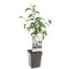 Appelboom (Malus Dom. Rode Boskoop Patio), In Pot 2 Appelboom (Malus Dom. Rode Boskoop Patio), In Pot -Pokon Verkoop appel malus dom rode boskoop patio 1322x1322 623c76e3e7462 l