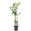 Appelboom Wonder Tree Delcorf -Pokon Verkoop appelboom wonder tree delcorf 1500x1500 624ecdbba8642 l