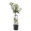 Appelboom Wonder Tree Santana -Pokon Verkoop appelboom wonder tree santana 1500x1500 624ece981098b l