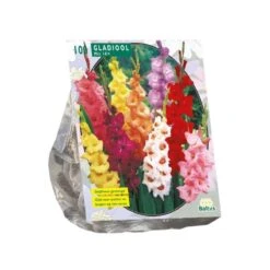 Baltus Gladiolus Gemengd Per 100