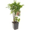 Bessenstruik Kwartet (Ribes Quatro-bes - Draagbeugel), In Pot -Pokon Verkoop bessen ribes quatro bes draagbeugel 1378x1378 623c768fd00a0 l