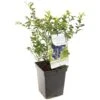 Blauwe Bessenstruik (Vaccinium Corymbosum Hortblue Petit), In Pot -Pokon Verkoop blauwe bes vaccinium corymbosum hortblue petit 1096x1096 623c76960e07a l