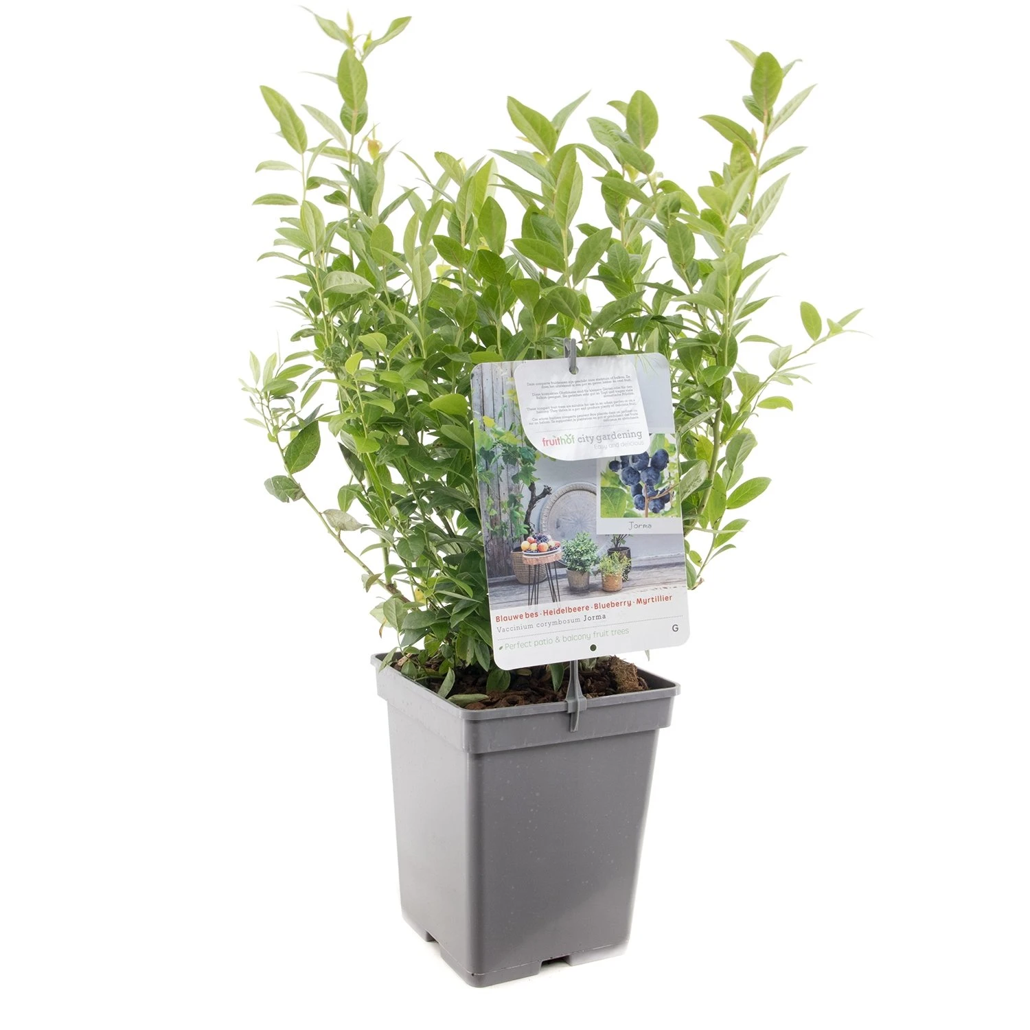 Blauwe Bessenstruik (Vaccinium Corymbosum Jorma), In Pot 1 Blauwe Bessenstruik (Vaccinium Corymbosum Jorma), In Pot