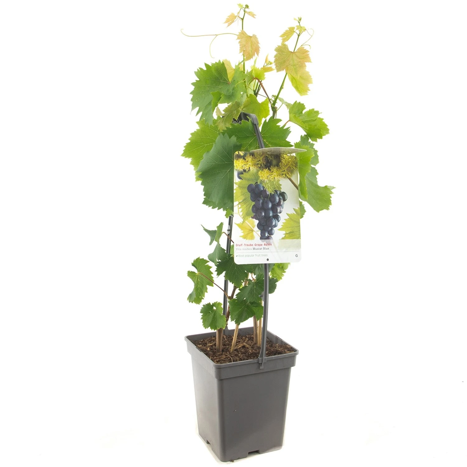 Druivenstruik (Vitis Vin. Muscat Blue - Draagbeuge), In Pot 1 Druivenstruik (Vitis Vin. Muscat Blue - Draagbeuge), In Pot