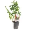 Fruit Kwartet (Ribes / Rubus Fruit Kwartet - Draag), In Pot -Pokon Verkoop fruit kwartet ribes rubus fruit kwartet draag 1500x1500 623c768ec3eff l