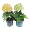 Hortensia Avantgarde, In 23cm-pot -Pokon Verkoop hortensia avantgarde in 23cm pot 1000x1000 641d698b8e43f l
