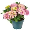 Hortensia Double Dutch, In 23cm-pot 3 Hortensia Double Dutch, In 23cm-pot -Pokon Verkoop hortensia double dutch in 23cm pot 1000x1000 641d68c0ec818 l