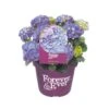 Hortensia Forever&Ever, In 23cm-pot -Pokon Verkoop hortensia forever ever in 23cm pot 1000x1000 6427f57c35193 l