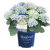 Hortensia Magical, In 23cm-pot -Pokon Verkoop hortensia magical in 23cm pot 1000x1000 641d69dbe002f l
