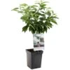 Kersenboom (Prunus Avium Dubbele Meikers Patio), In Pot -Pokon Verkoop kers prunus avium dubbele meikers patio 1108x1108 623c76f10f03a l