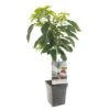 Kersenboom (Prunus Avium Stella Patio), In Pot -Pokon Verkoop kers prunus avium stella patio 1500x1500 623c76f500b48 l