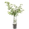 Kersenboom (Prunus Avium Sunburst Laagstam), In Pot -Pokon Verkoop kers prunus avium sunburst laagstam 1500x1500 623c76845c3a1 l