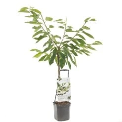 Kersenboom (Prunus Avium Sunburst Laagstam), In Pot