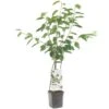 Kersenboom Wonder Tree Lapins -Pokon Verkoop kersenboom wonder tree lapins 1500x1500 624ecce6343ee l