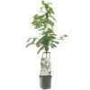 Kersenboom Wonder Tree Regina -Pokon Verkoop kersenboom wonder tree regina 1500x1500 624eccfe76720 l
