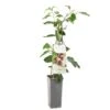 Kiwibes (Actinidia Arguta Ken's Red), In Pot -Pokon Verkoop kiwibes actinidia arguta ken s red 1500x1501 623c76d6ddb50 l