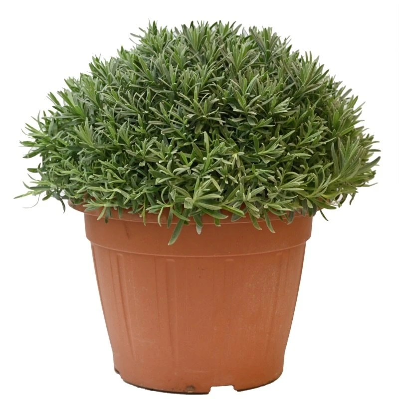 Lavendel, In 30cm-pot 2 Lavendel, In 30cm-pot - Afbeelding 2