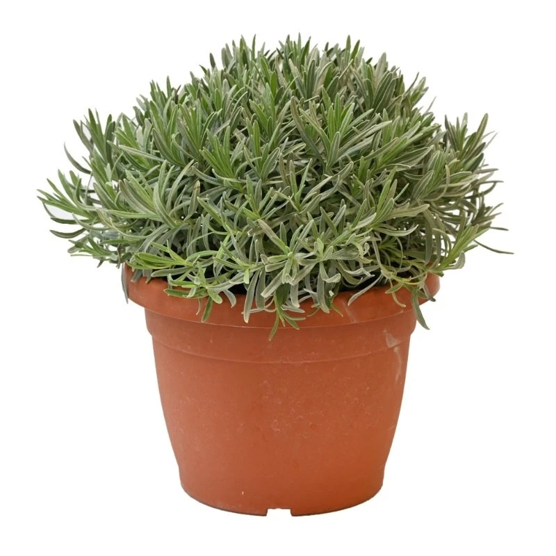 Lavendel, In 25cm-pot 2 Lavendel, In 25cm-pot - Afbeelding 2