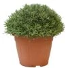 Lavendel, In 35cm-pot -Pokon Verkoop lavendel in 35cm pot 800x800 622735622b68f l