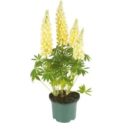 Lupine, In 23cm-pot