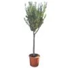 Olijfboom 160cm, In 27cm-pot 3 Olijfboom 160cm, In 27cm-pot -Pokon Verkoop olijfboom 160cm in 27cm pot 1000x1000 62568eabda9e9 l