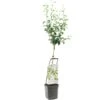 Perenboom Wonder Tree Conference -Pokon Verkoop perenboom wonder tree conference 1500x1500 624ecc6d13da6 l