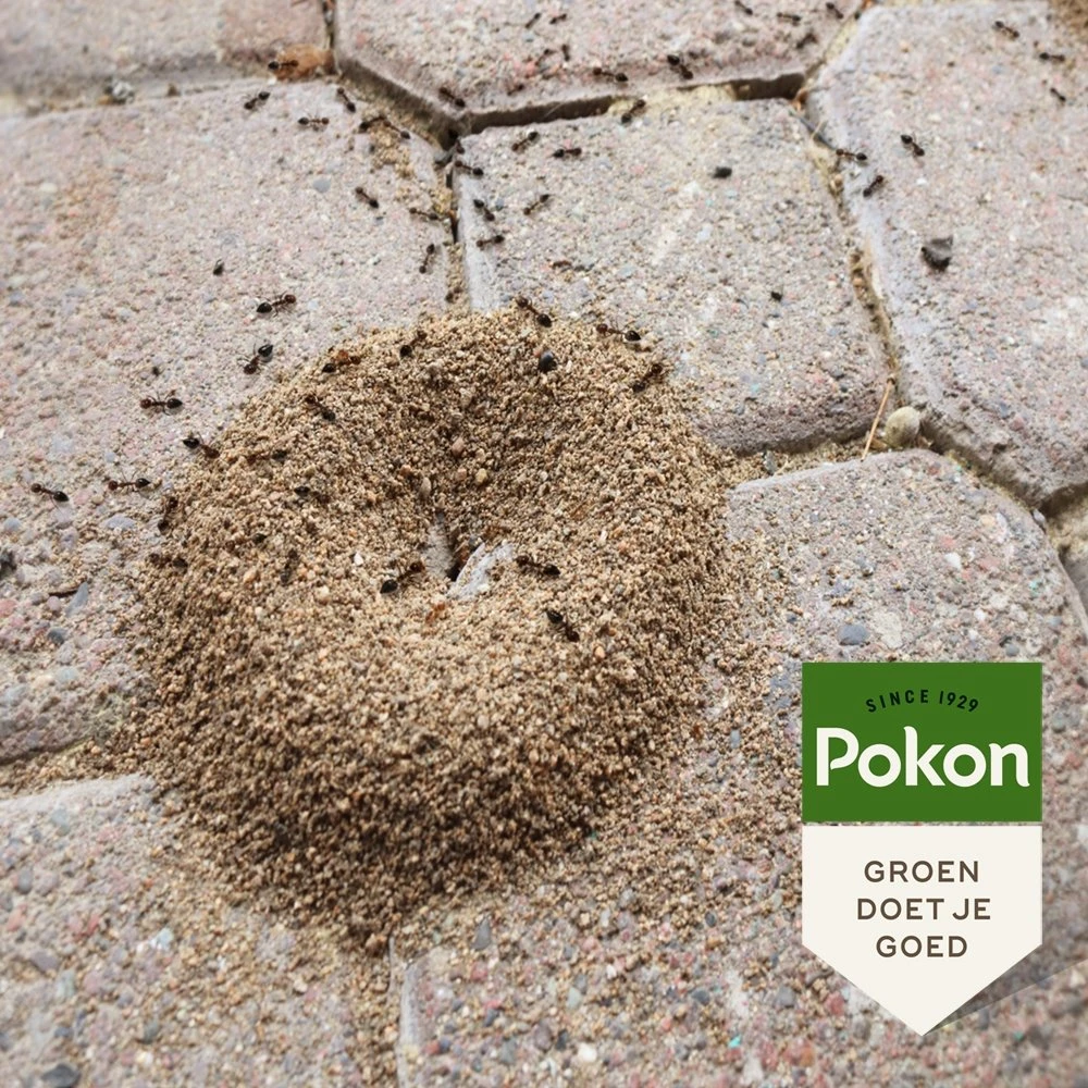 Pokon Tegen Mieren Korrels 400gr 5 Pokon Tegen Mieren Korrels 400gr - Afbeelding 5