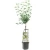 Stoofperenboom Wonder Tree Gieser Wildeman -Pokon Verkoop stoofperenboom wonder tree gieser wildeman 1500x1500 624ecca422b76 l