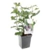 Vijgenboom (Ficus Carica Brown Turkey), In Pot -Pokon Verkoop vijg ficus carica brown turkey 1500x1500 623c76aa6c05a l
