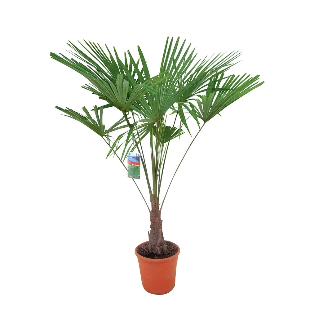 Winterharde Palm 150cm Hoog, In 35cm-pot 1 Winterharde Palm 150cm Hoog, In 35cm-pot
