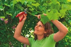 WOLF-Garten Aambeeld Snoeischaar Comfort Plus RS2500 5 WOLF-Garten Aambeeld Snoeischaar Comfort Plus RS2500 -Pokon Verkoop wolf garten aambeeld snoeischaar comfort plus rs2500 1619177787 1 l